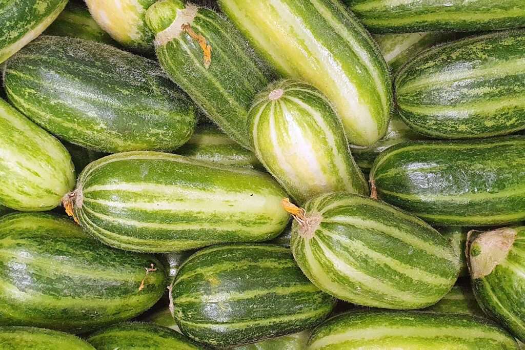Caroselli cucumbers