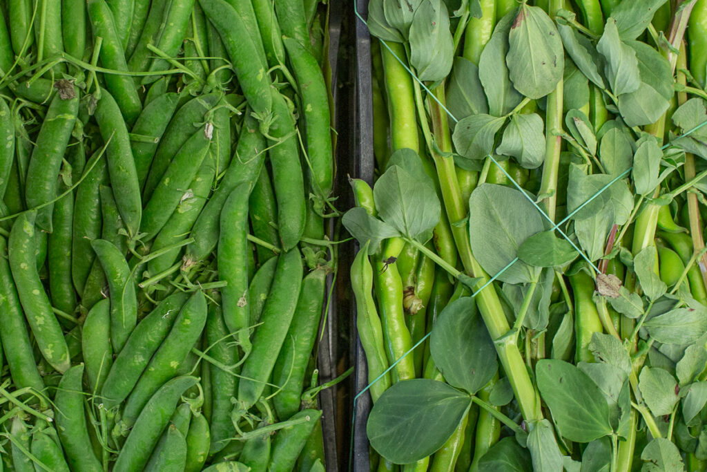 Peas and broad beans 