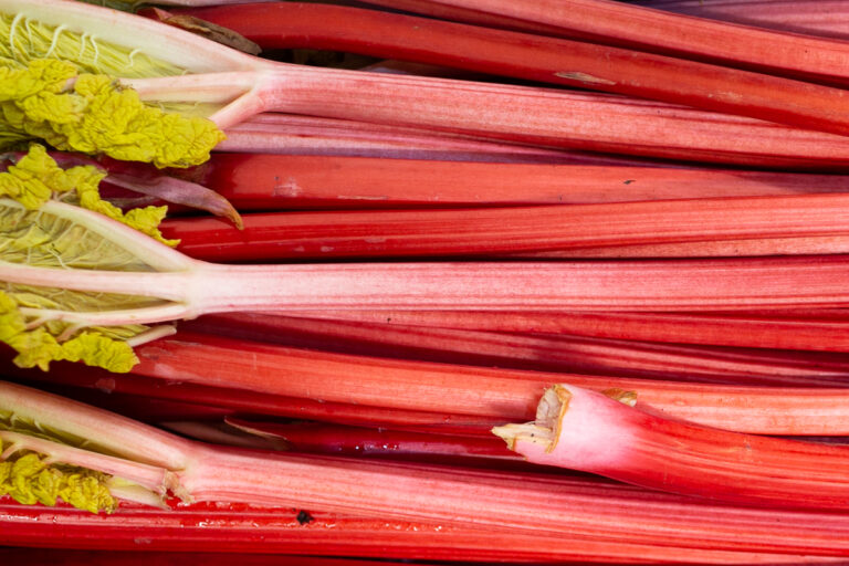 Yorkshire forced rhubarb