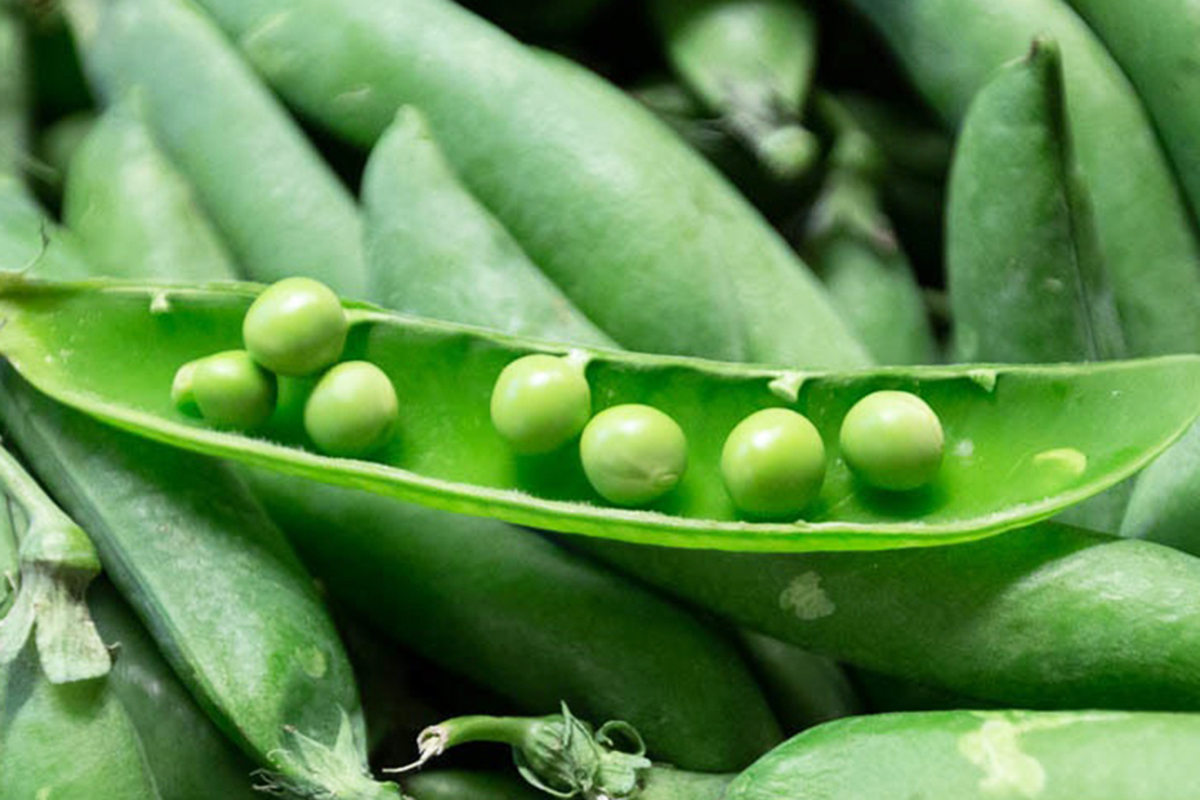 Fruit and Veg in Season for March 2023 New Covent Garden Market