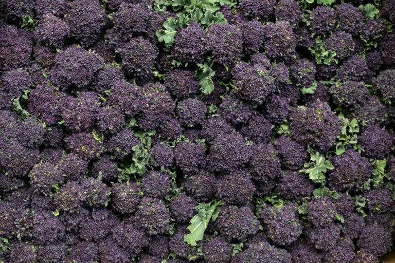 Purple sprouting