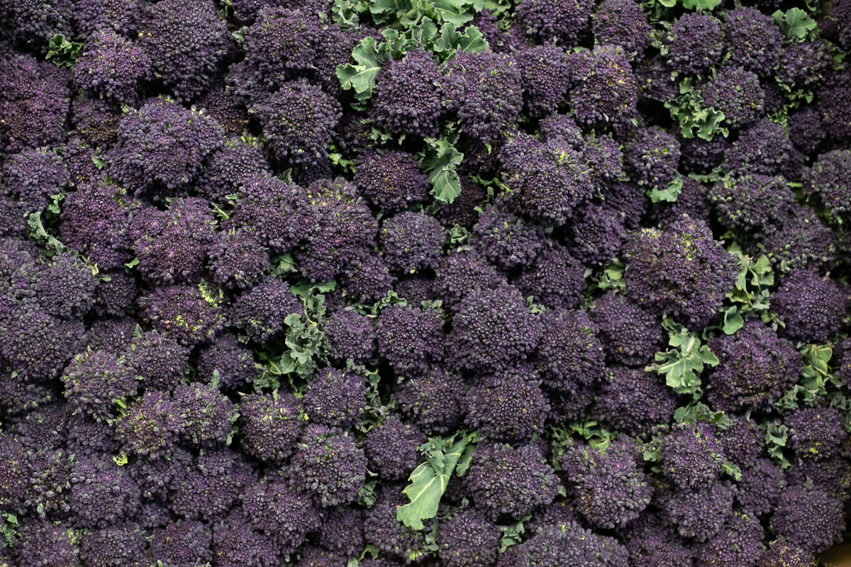 Purple sprouting