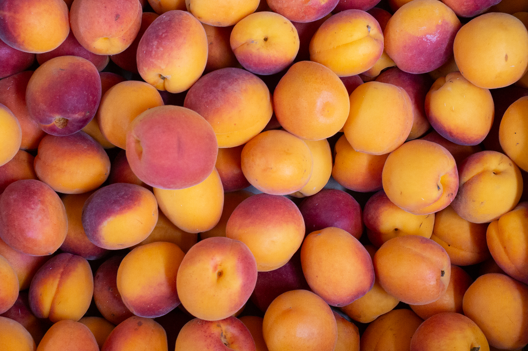 apricots