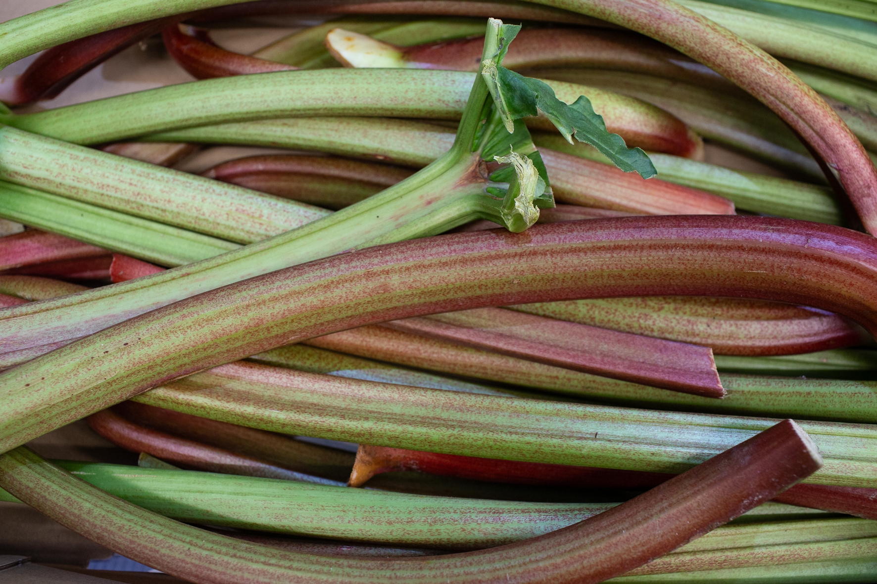 rhubarb