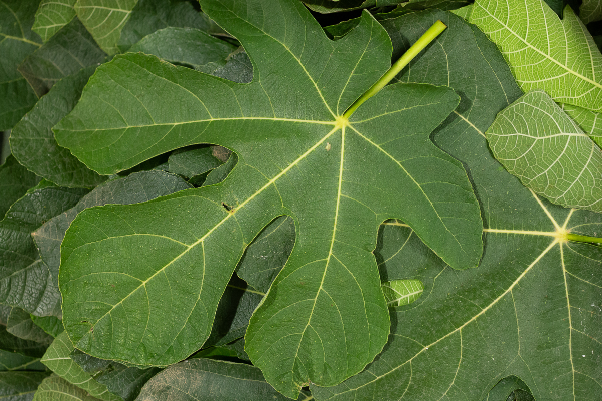 Fig leaf 