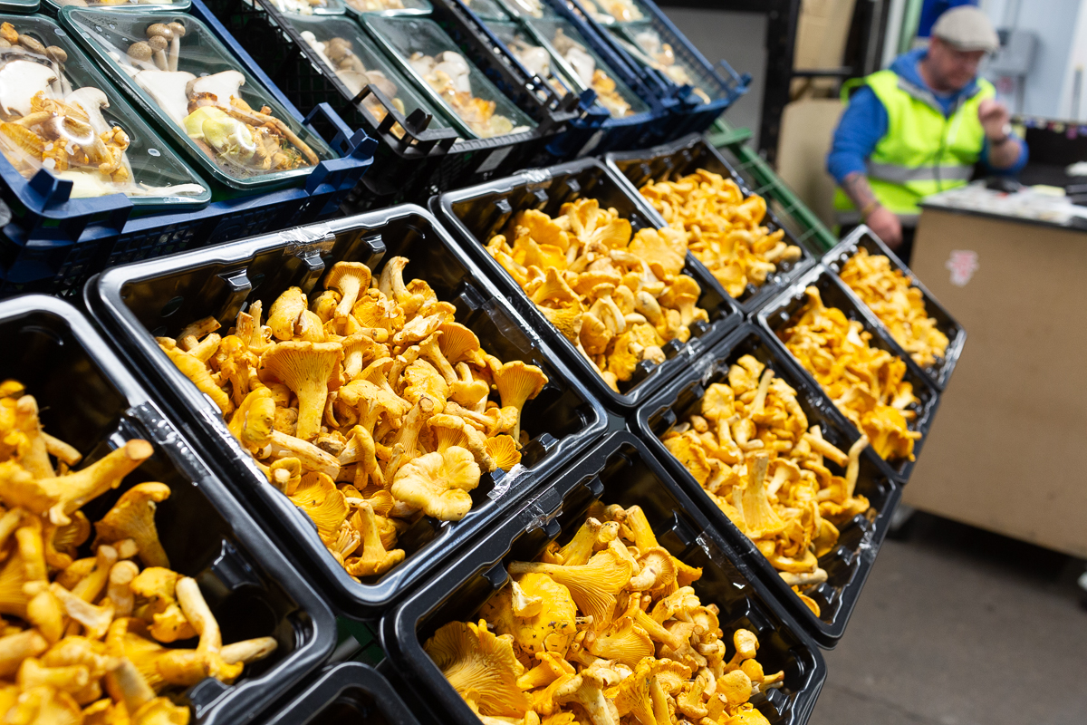 Girolles