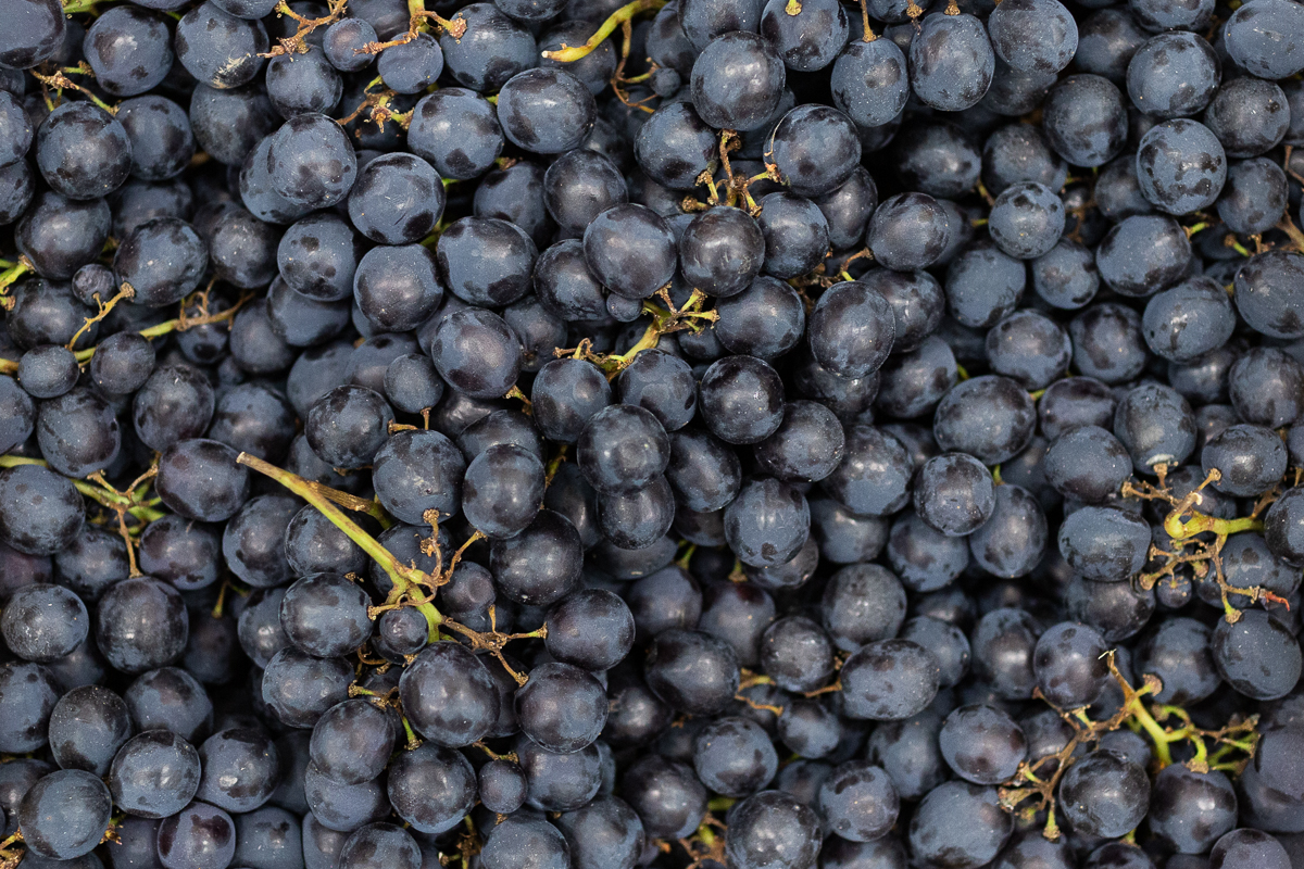 Muscat grapes