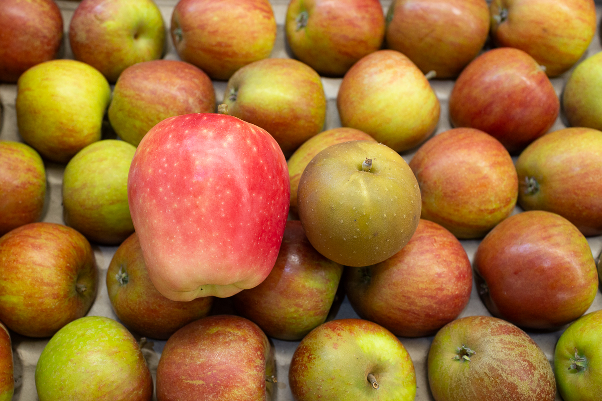 English apple varieties