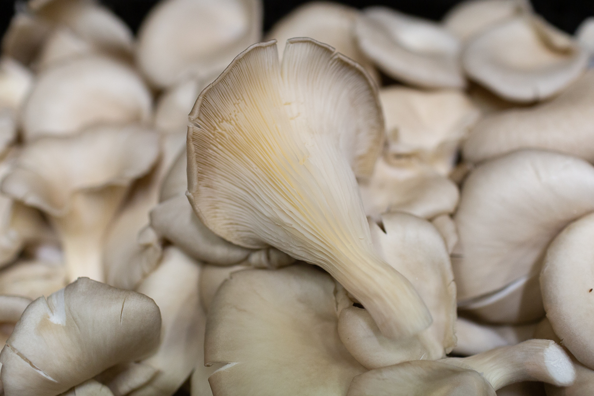 Oyster mushrooms