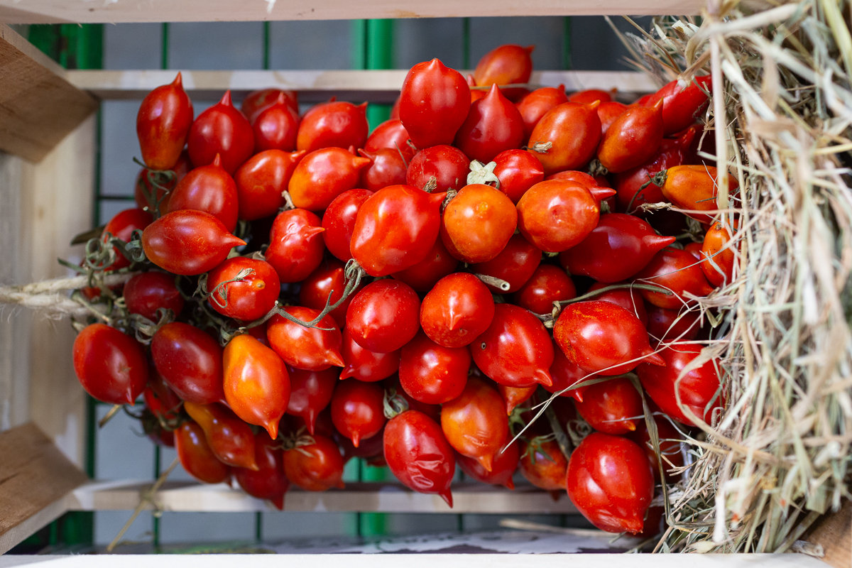 Piennolo hanging tomatoes