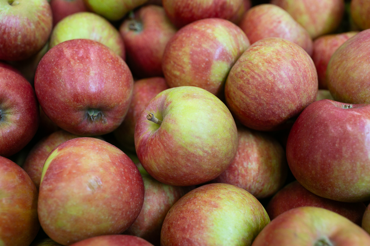 Early Windsor apples