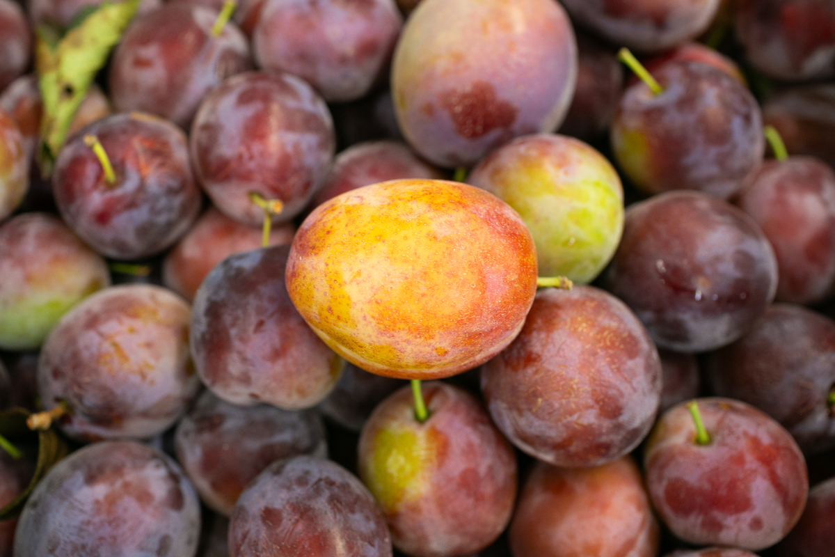 English plums