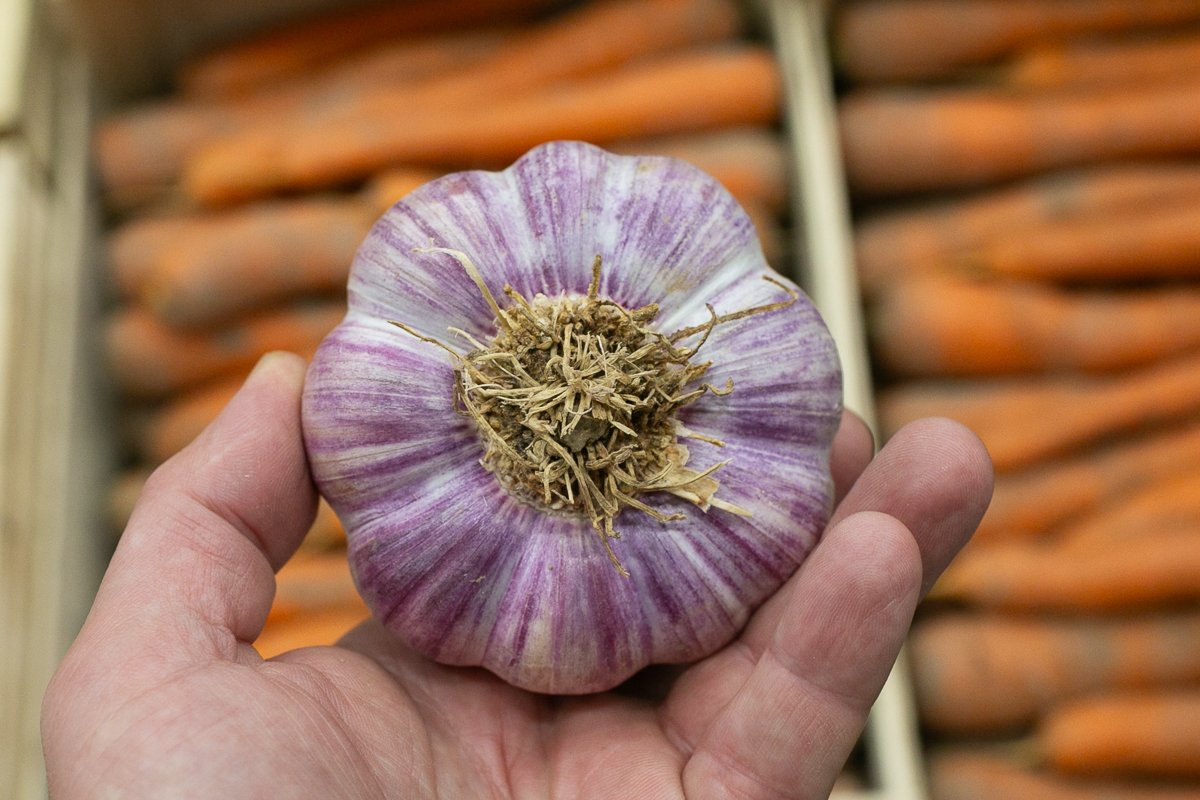 Lautrec pink garlic