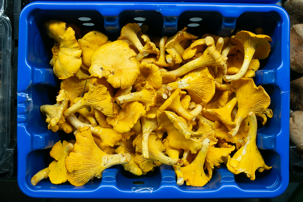 Scottish girolles