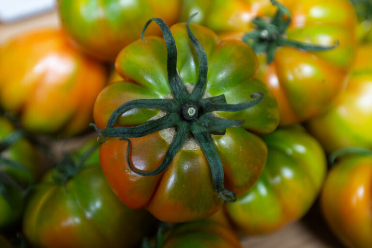 Costoluto tomatoes