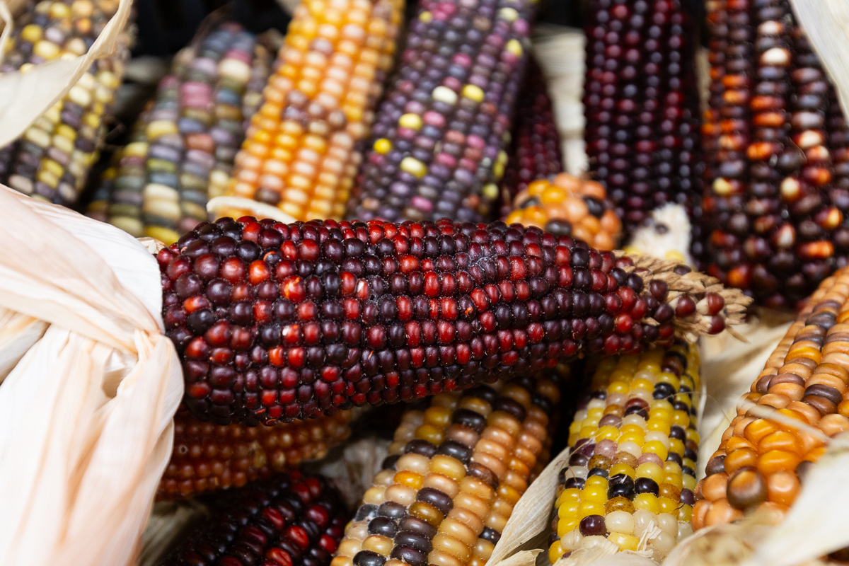 Heritage corn