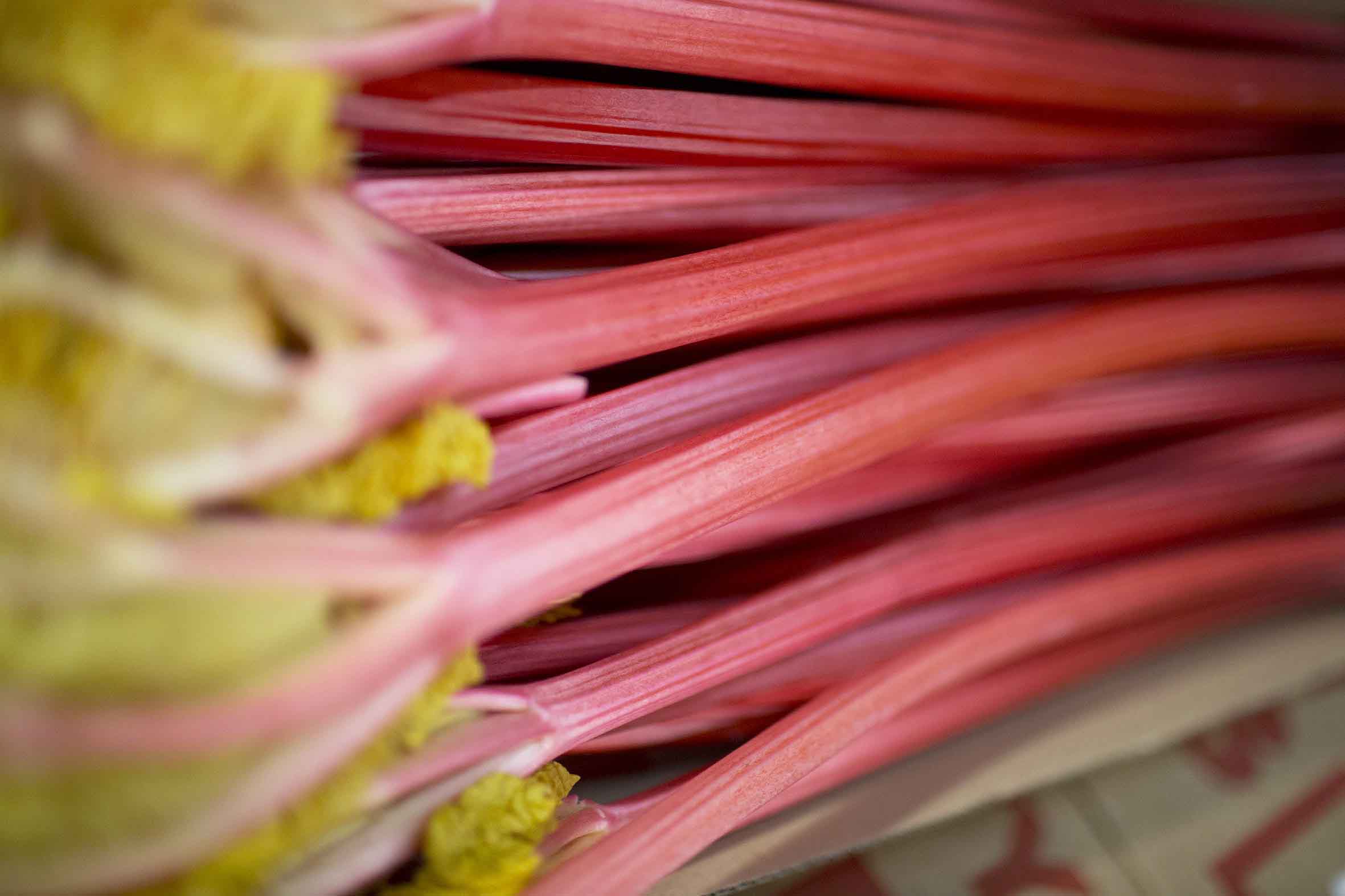 Yorkshire forced rhubarb