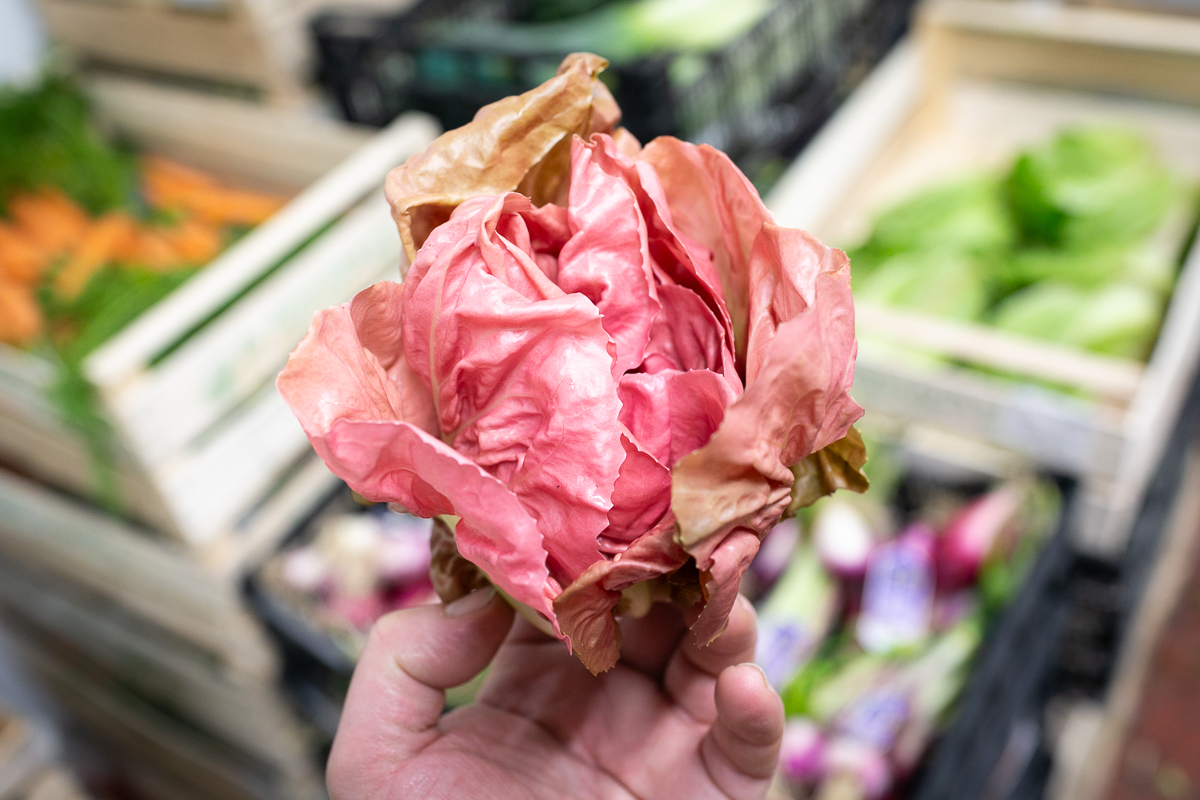 Rose radicchio