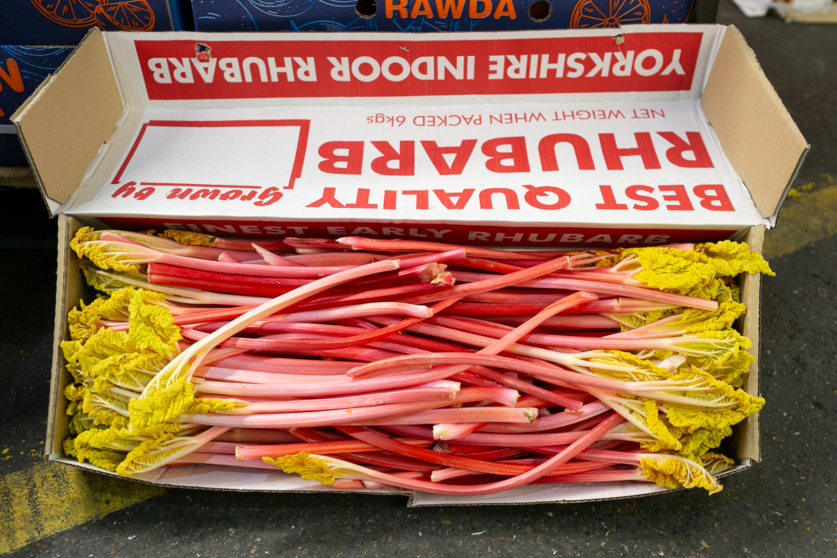 forced rhubarb