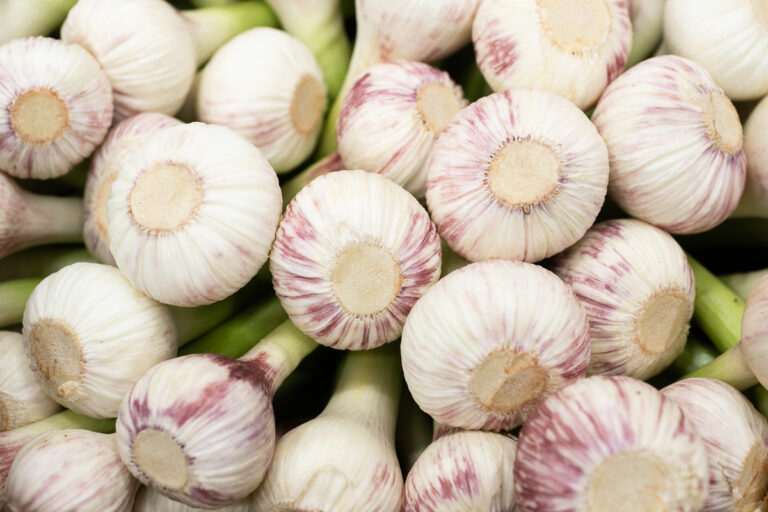 wet garlic