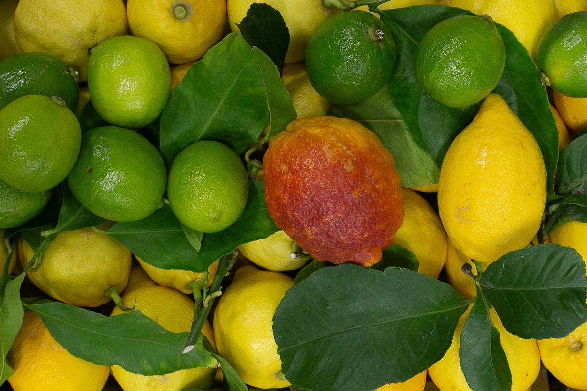 mixed citrus