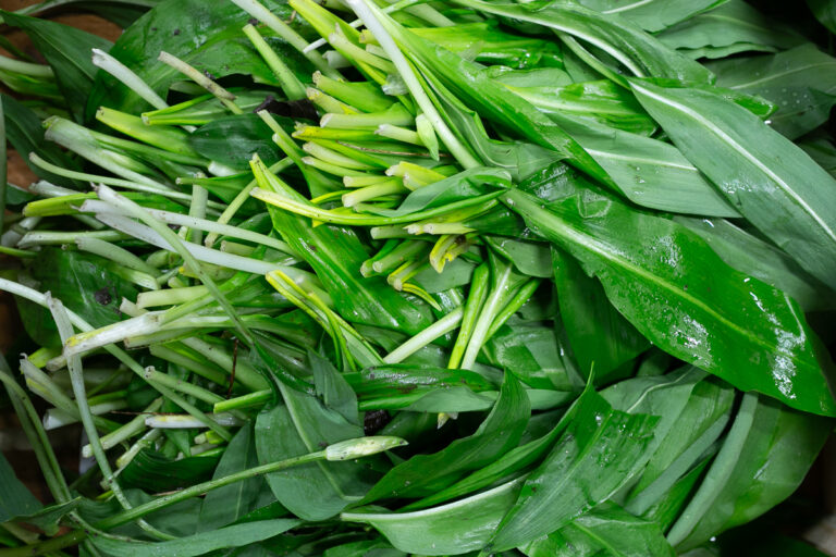 wild garlic