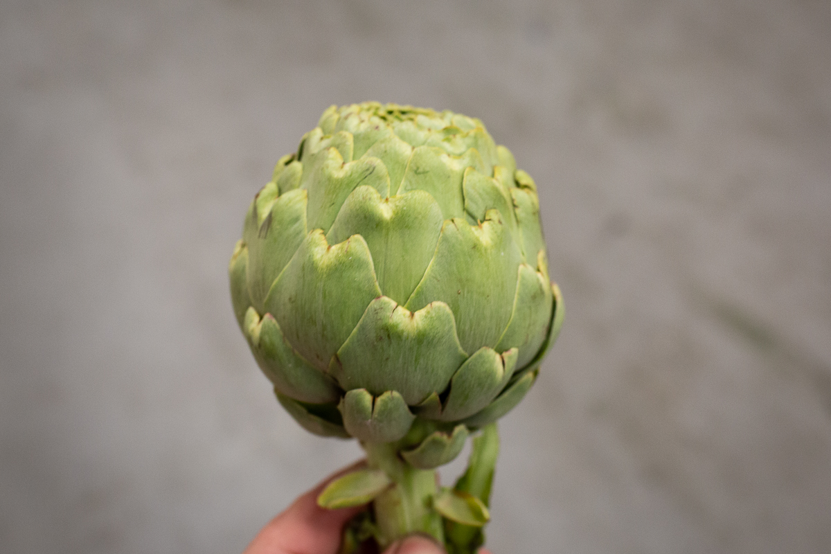 Globe artichokes
