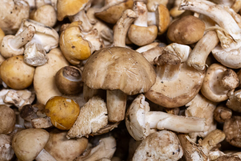 St George mushrooms