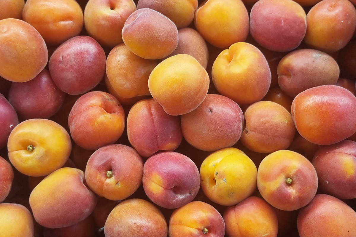 Apricots
