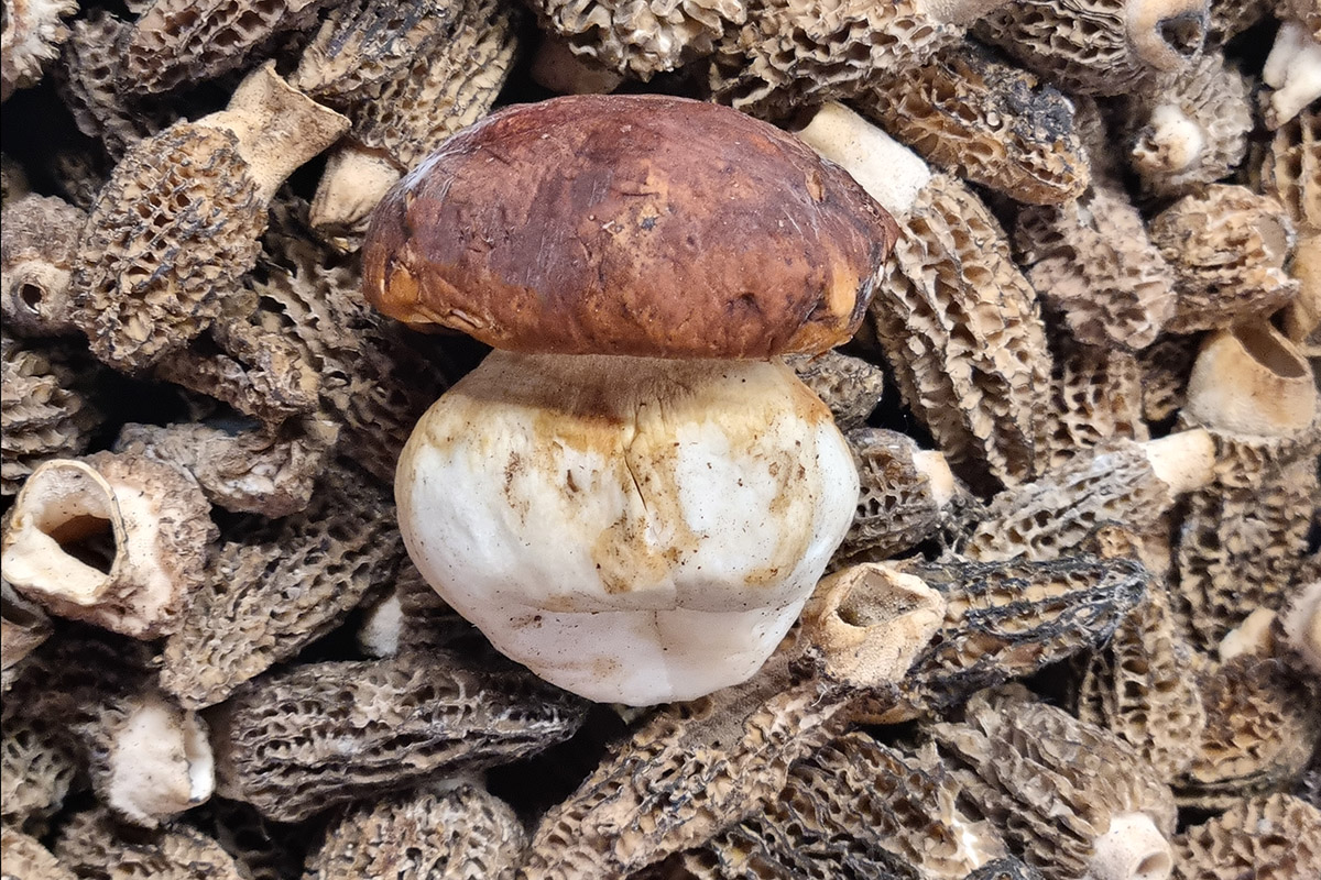 Wild mushrooms