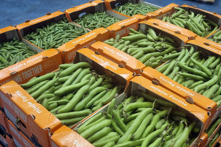 wild asparagus