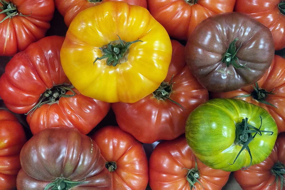 Tomatoes