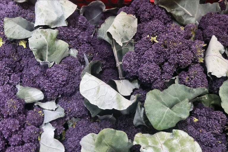 Purple sprouting broccoli