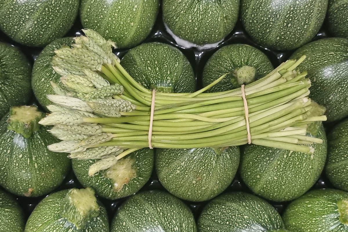Wild asparagus