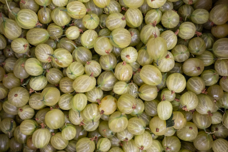 Gooseberries