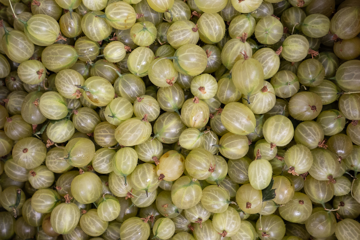 Gooseberries