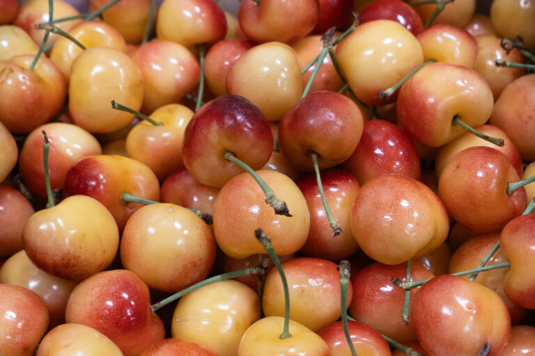 Rainier cherries