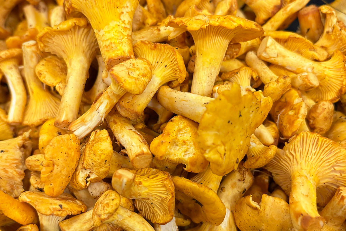 Scottish girolle