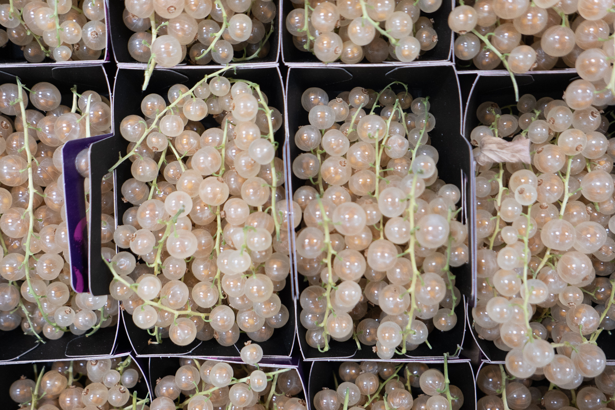 Whitecurrants
