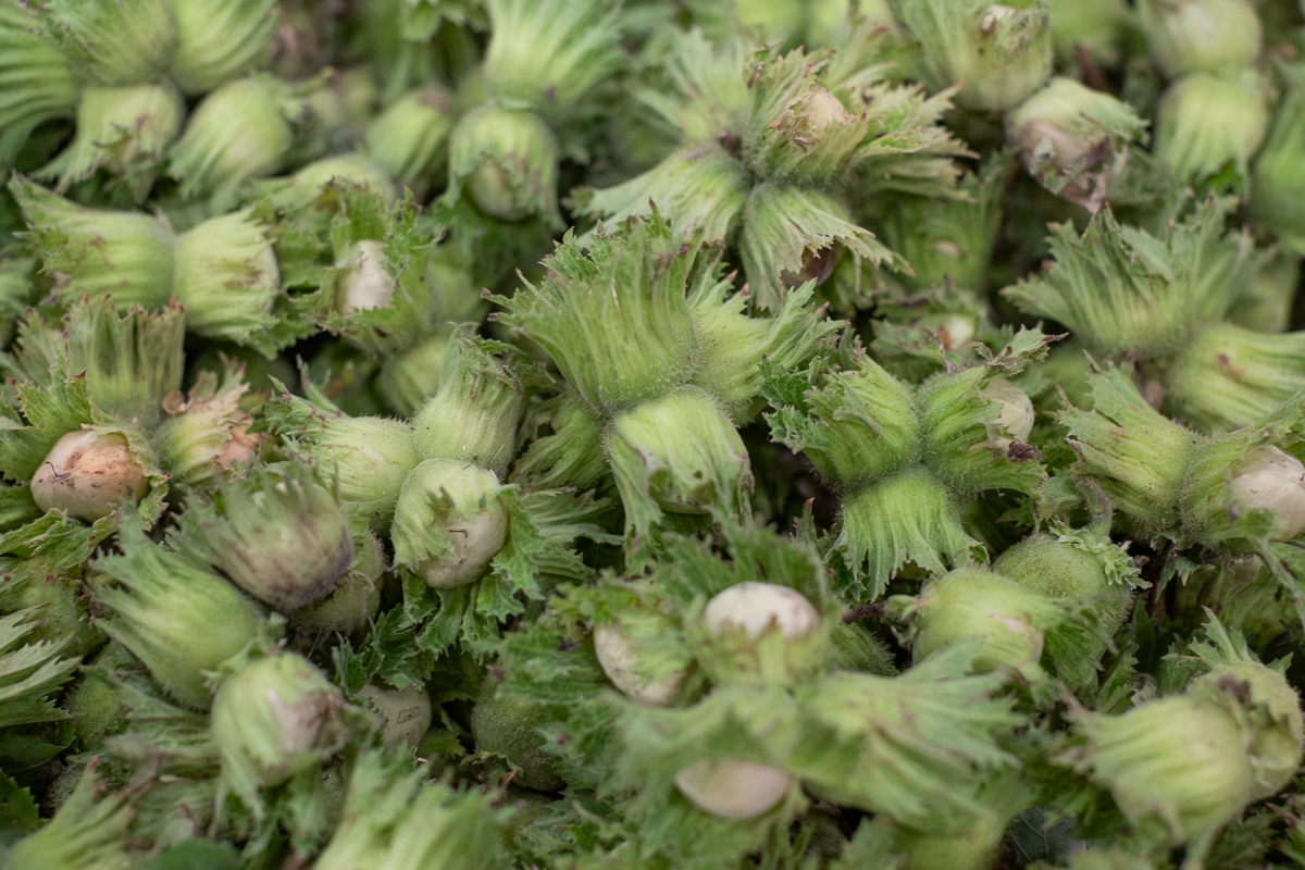 Cobnuts