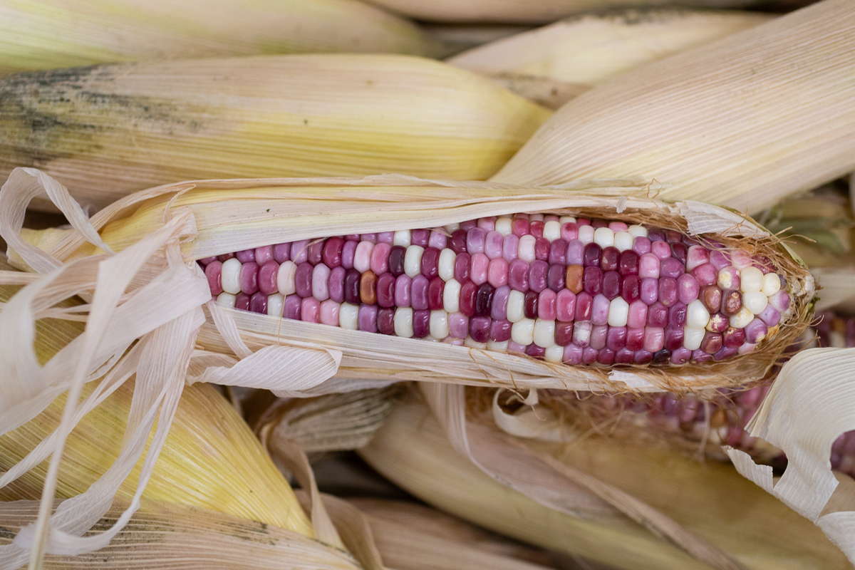 Heritage corn