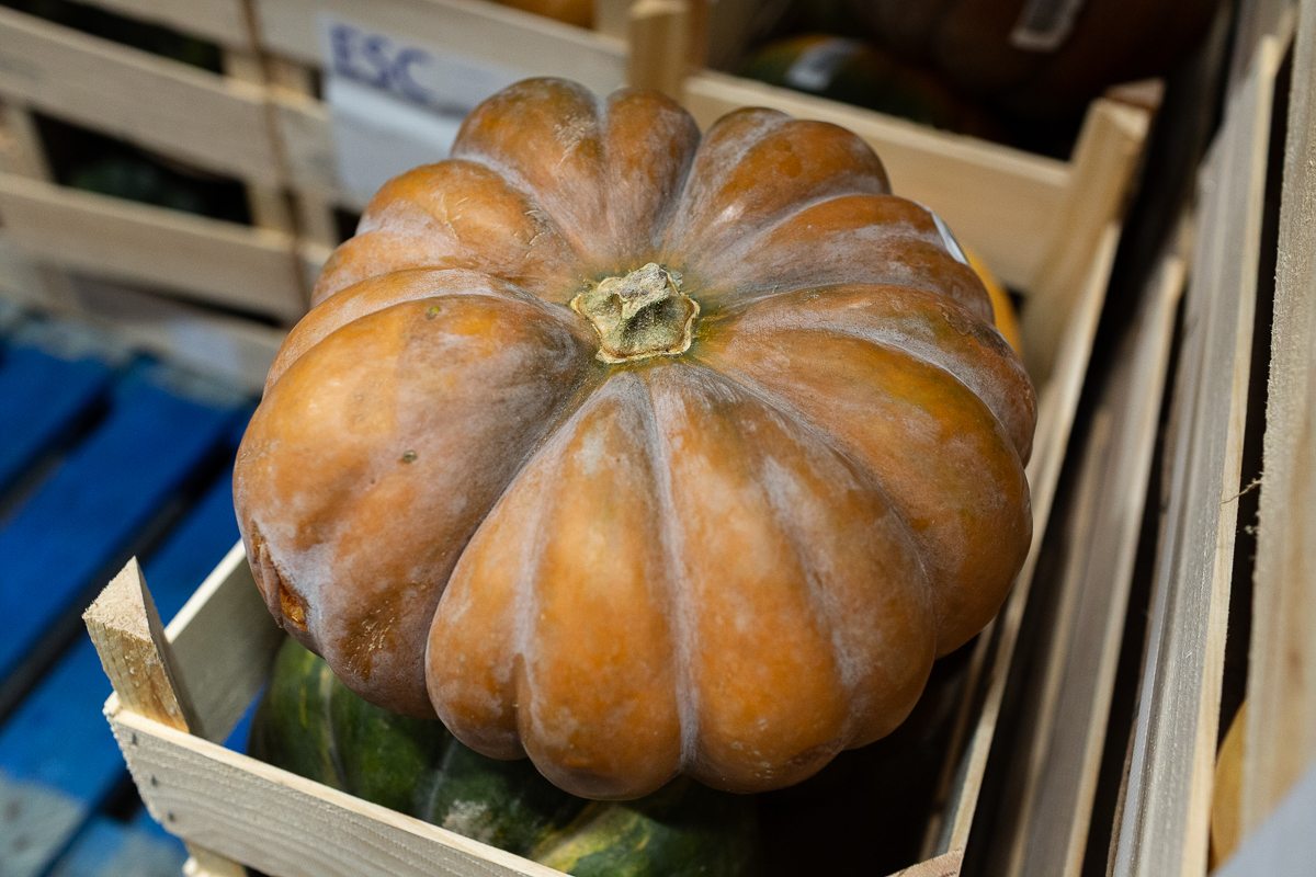 Muscade squash