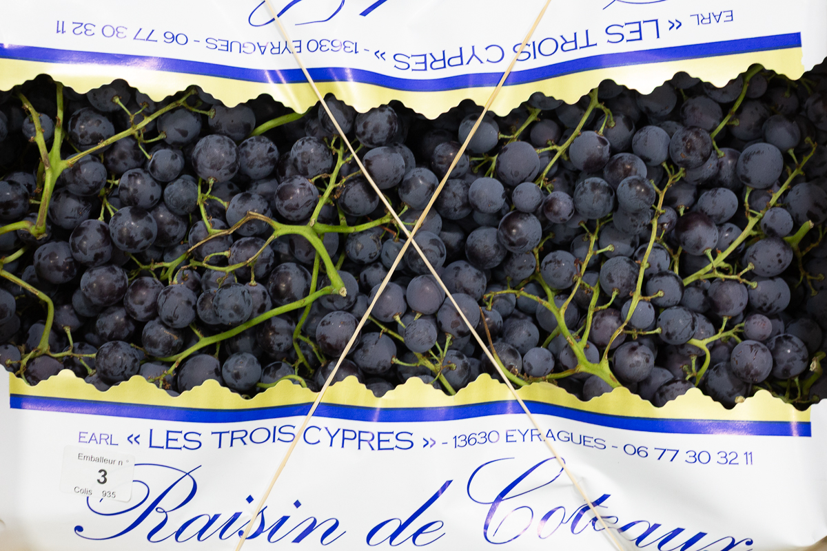 Muscat grape