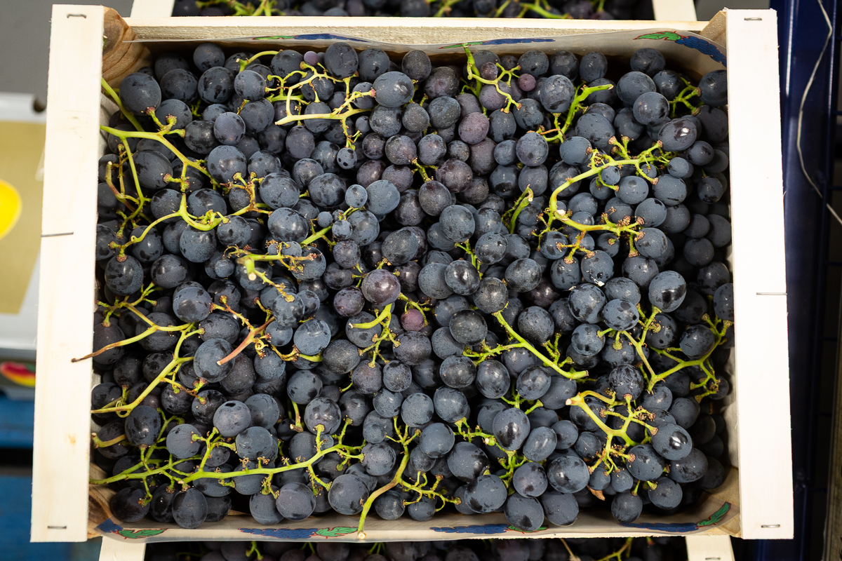Prima grapes