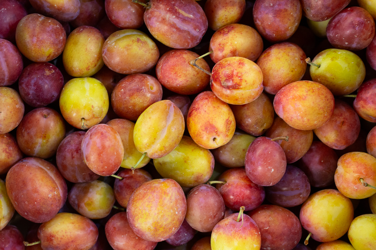 Victoria plum