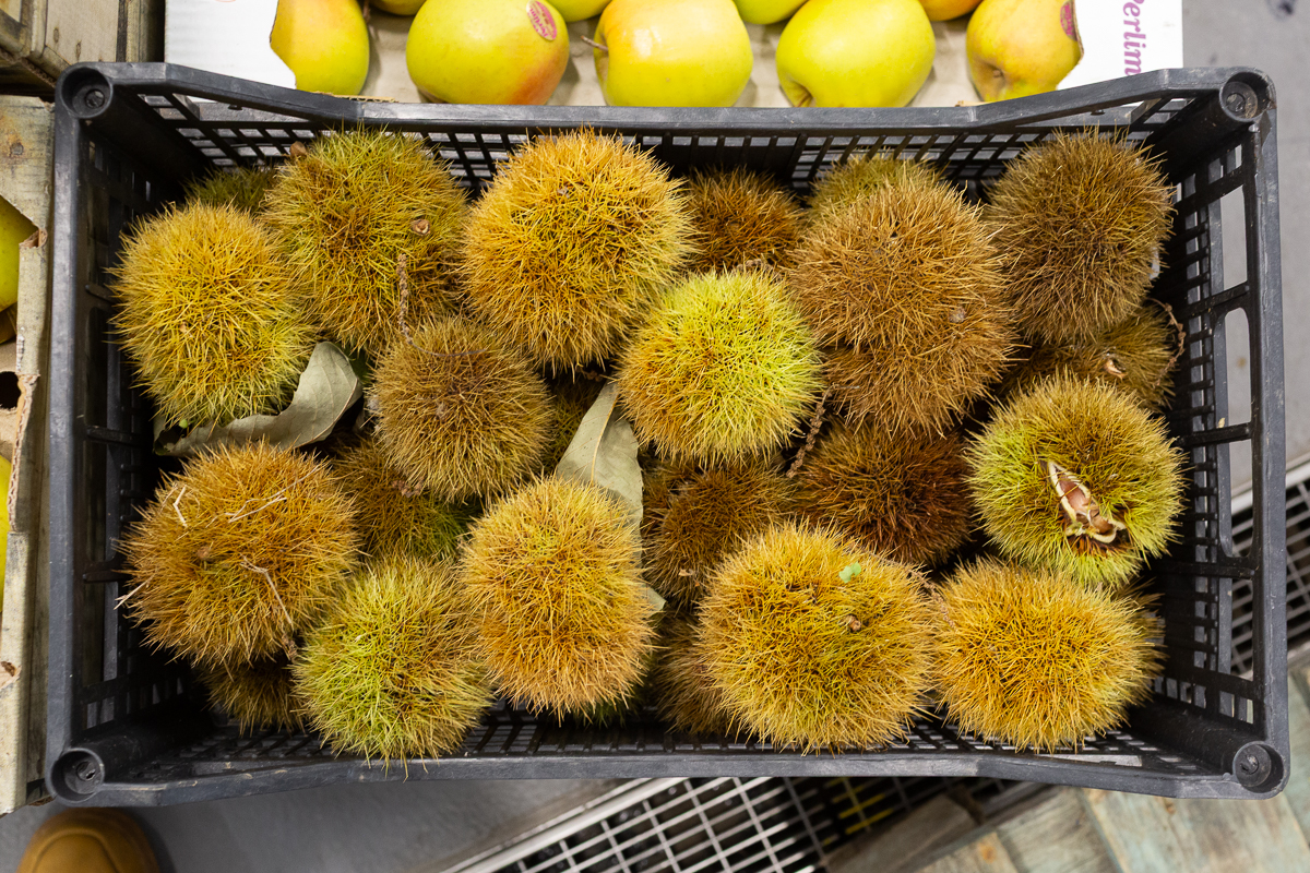 Chestnuts in their husk
