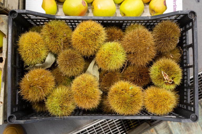 Chestnuts in husk