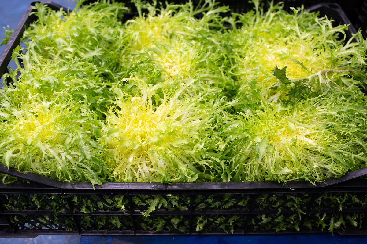 Frisee lettuce