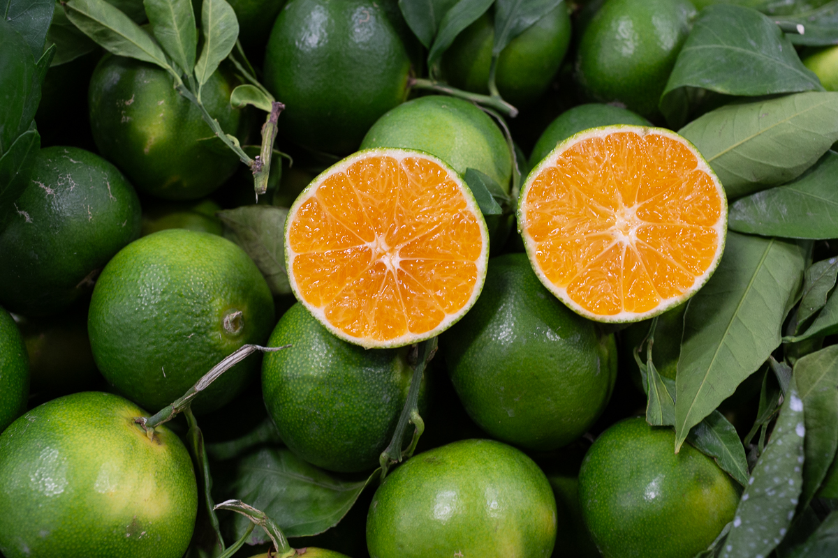 Miyagawa clementines