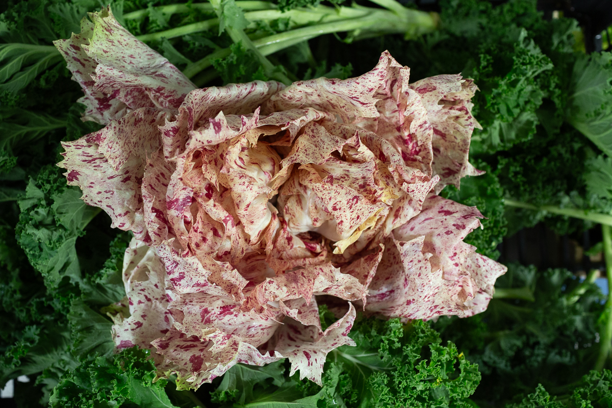 Castelfranco radicchio